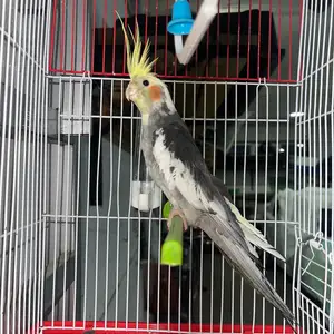 Попугай Корелла, Худжанд