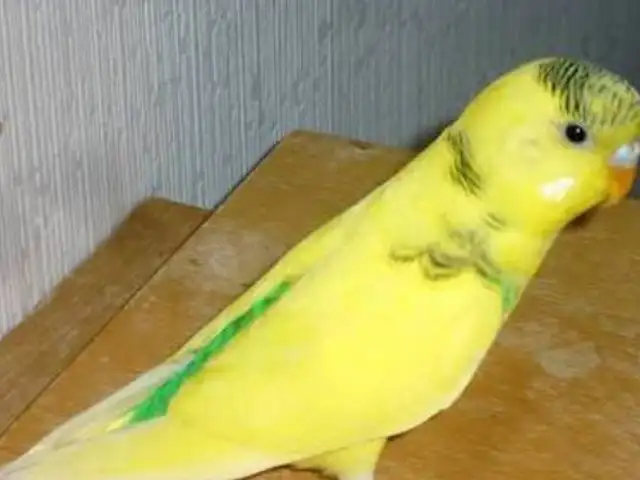 Попугай, Душанбе