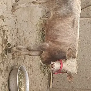 Букачахо, Худжанд