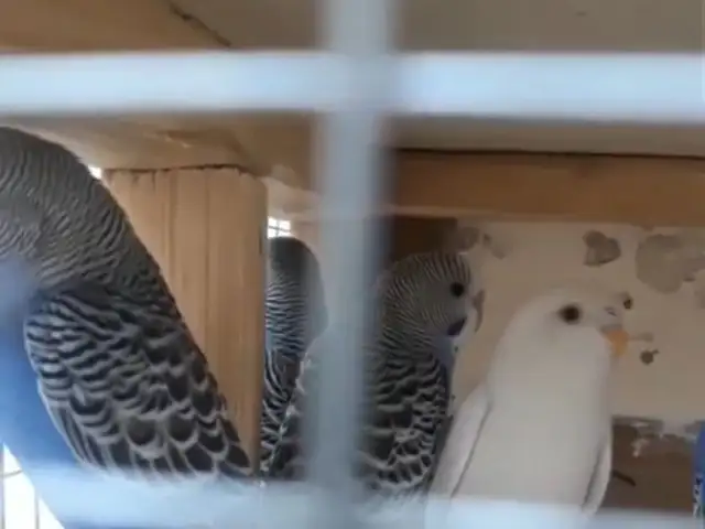 Попугай, Душанбе