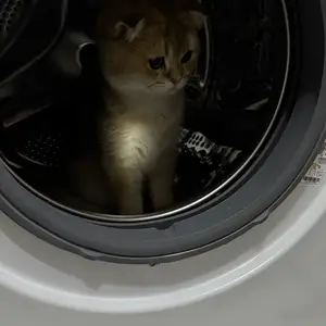 Золотая Шиншила кошка, Душанбе