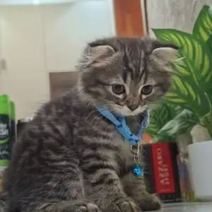 Шотландский вислоухий котёнок, Худжанд
