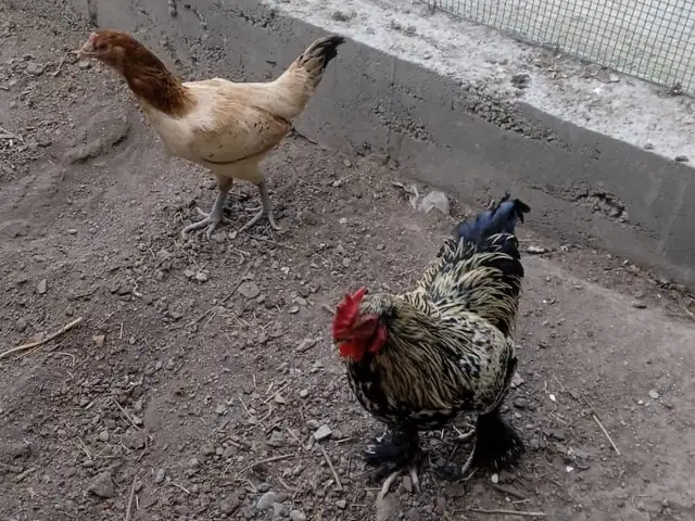 Мург, Хуҷанд