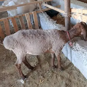 Кучкор бара, Спитамен