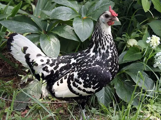 Тухми Гамбурский, Ҳисор