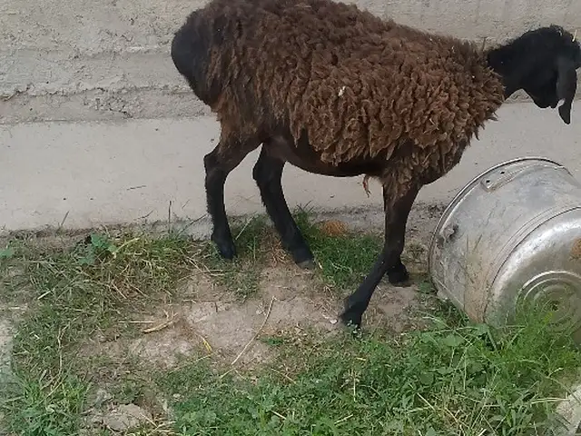 Бара, Ҳисор