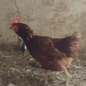 Мург, Душанбе