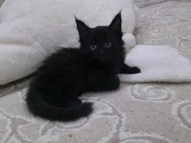 Котята мейн кун, Душанбе