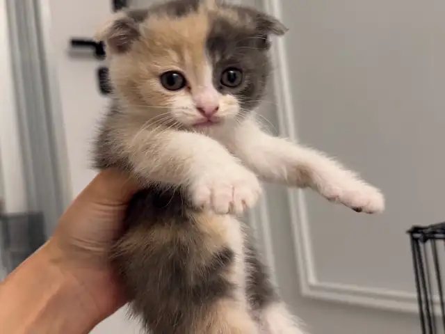 Котята, Хуҷанд