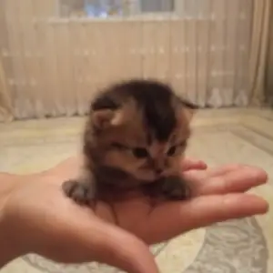 Котята породистые, Душанбе