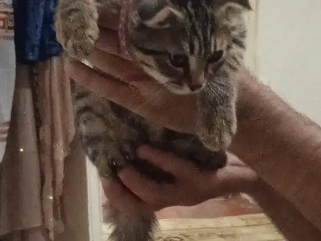 Кот вислоухий, Душанбе