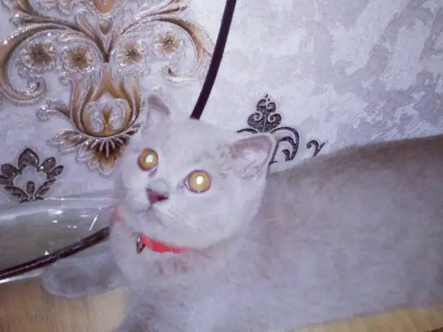 Котёнок шотландский вислоухий чистокровный, Душанбе