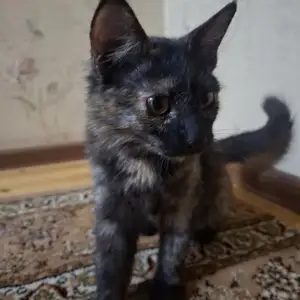 Кошка, Душанбе