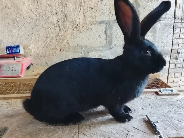 Харгушхо, Панҷакент