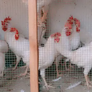 Хурӯс чӯҷа, Хуҷанд