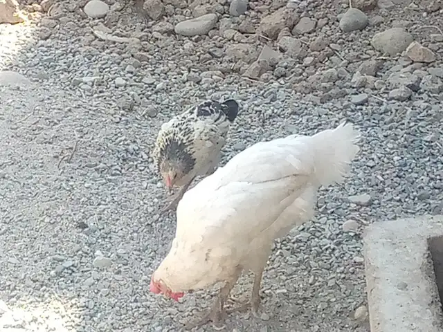 Мург ва хурус, Душанбе