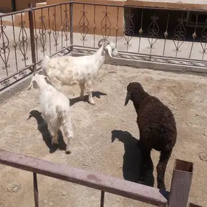 Буз, Худжанд