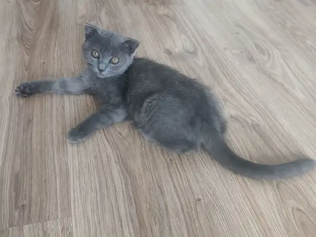 Шотландская кошка, Душанбе