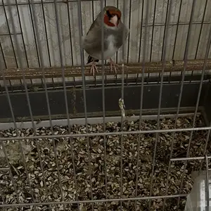 Саьба, Худжанд