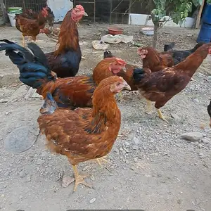 Куры Ломан браун, Худжанд