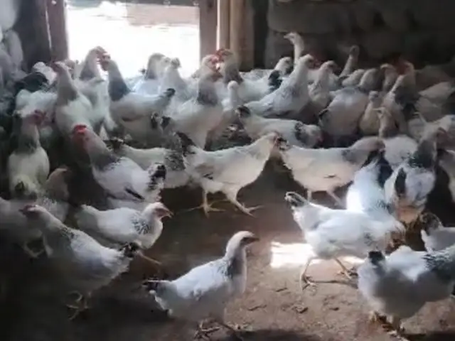 Чучахои Рябушка, Абдураҳмони Ҷомӣ