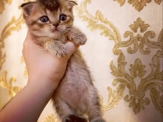 Шотландские котята, Душанбе - 8