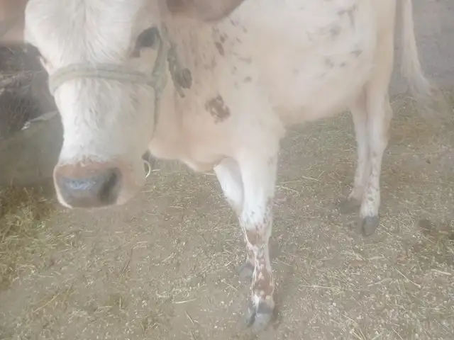 Гов, Душанбе