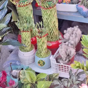 Дерево бамбука, Душанбе