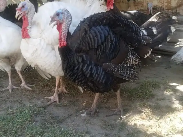Индюк, Варзоб