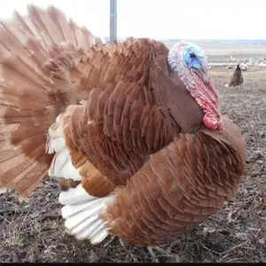 Индюк, Душанбе