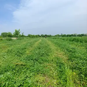 Пресси беда, Канибадам