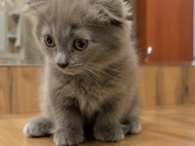 Шотландские вислоухие котята, Душанбе