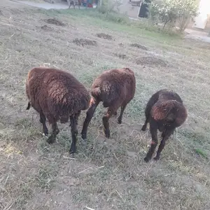 3 кушкор, Гиссар