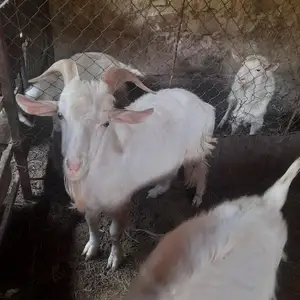 Така, Душанбе