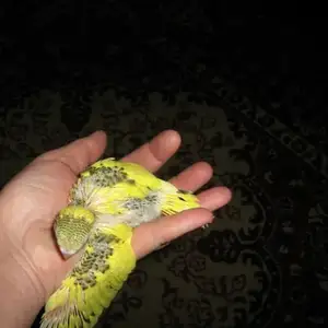 Попугай, Душанбе