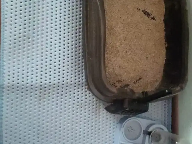 Котята, Турсунзаде