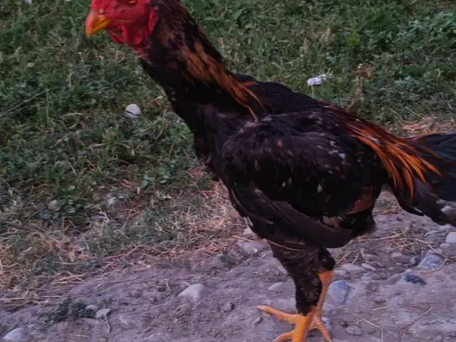 Дакан, Худжанд