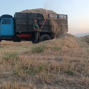 Кахи гандум, Душанбе