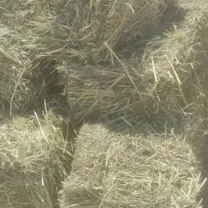 Корм для животных, Душанбе