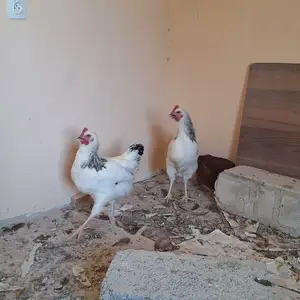 Хурузи рябушка, Истаравшан
