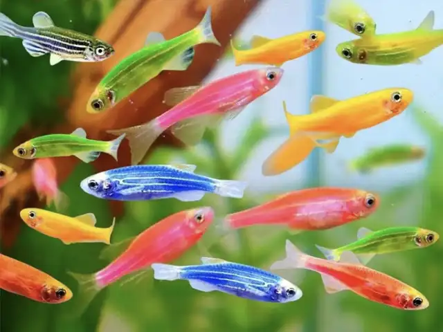 Рыбки Danio, Худжанд