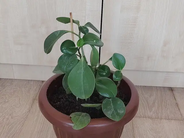 Денежное дерево, Душанбе