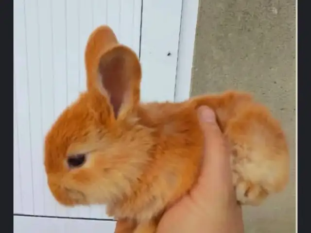 Харгушча, Душанбе