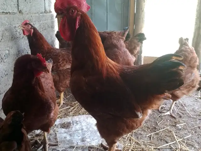 Тухми ломан браун, Душанбе