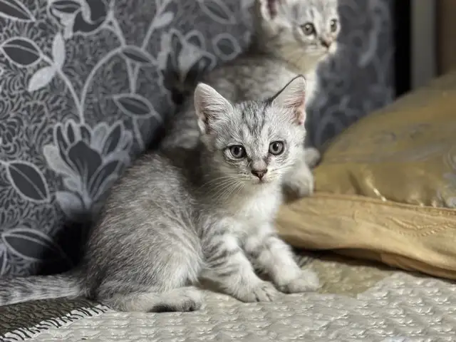 Котята породы Шиншилла, Душанбе