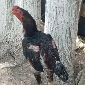 Даканг, Хуҷанд