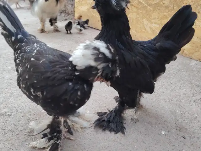 Мини султанка, Душанбе