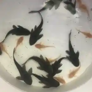 Рыбки Парчовый сом Miх, Худжанд