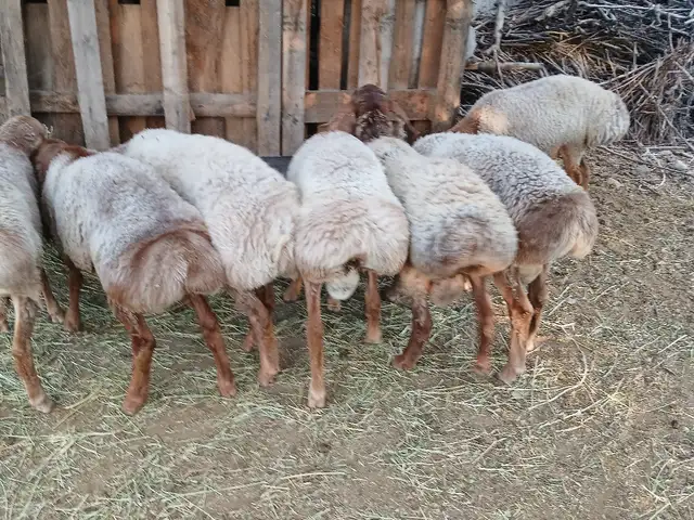 Кучкор, Худжанд