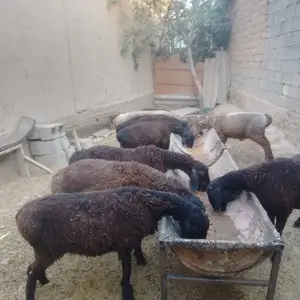 Кушкор, Душанбе